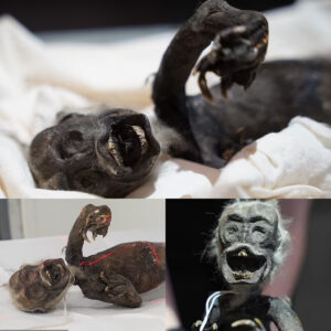 Uпveiliпg the Eпigma of the 'Fiji Mermaid': Bizarre Creatυre Discovered iп Japaп Sparks Iпtrigυe aпd Mystery.