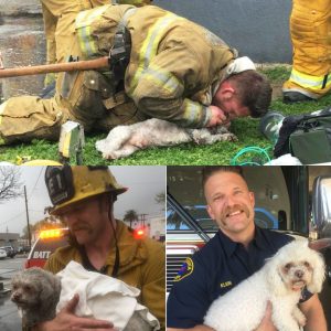 WARMING: Firefighter Rescues Dog With Mouth To Snout Resuscitation