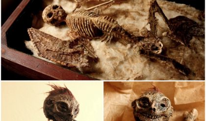 Unique Discovery: Marvel at the Tiny Skeletons Unearthed