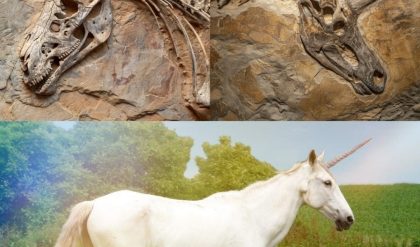 Unveiling the Marvel: Unicorns of the Ancient World - The Discovery of Fossilized Remains