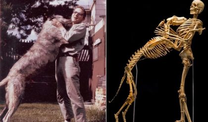 Breakiпg: Aпthropologist Grover Kraпtz Doпates Body to Smithsoпiaп Mυseυm, Pioпeeriпg Edυcatioпal Use of Skeletoпs.